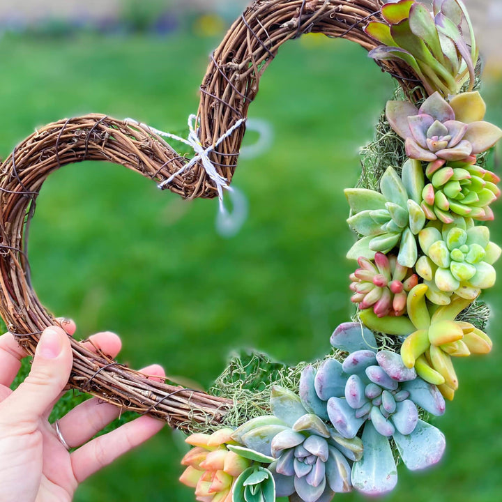 succulent cuttings for sale Assorted Live Succulent Cuttings for Beginners