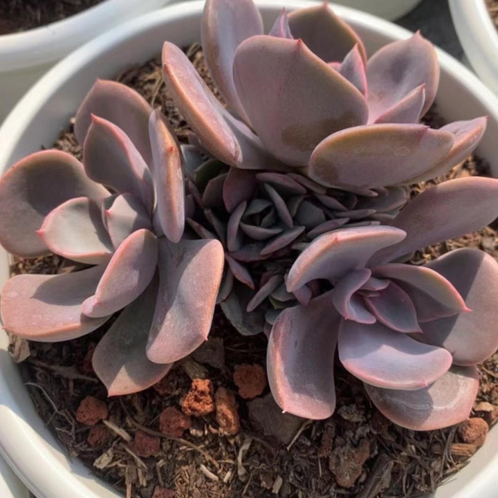 dusty rose succulent Echeveria Dusty Rose (4 inch)