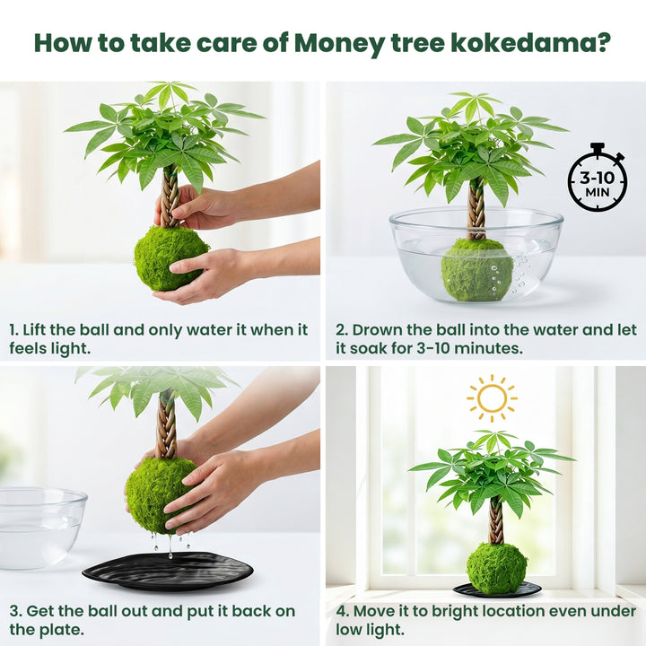 Money Tree Kokedama Gift for Business Events, Community Gifts –  Thenextgardener