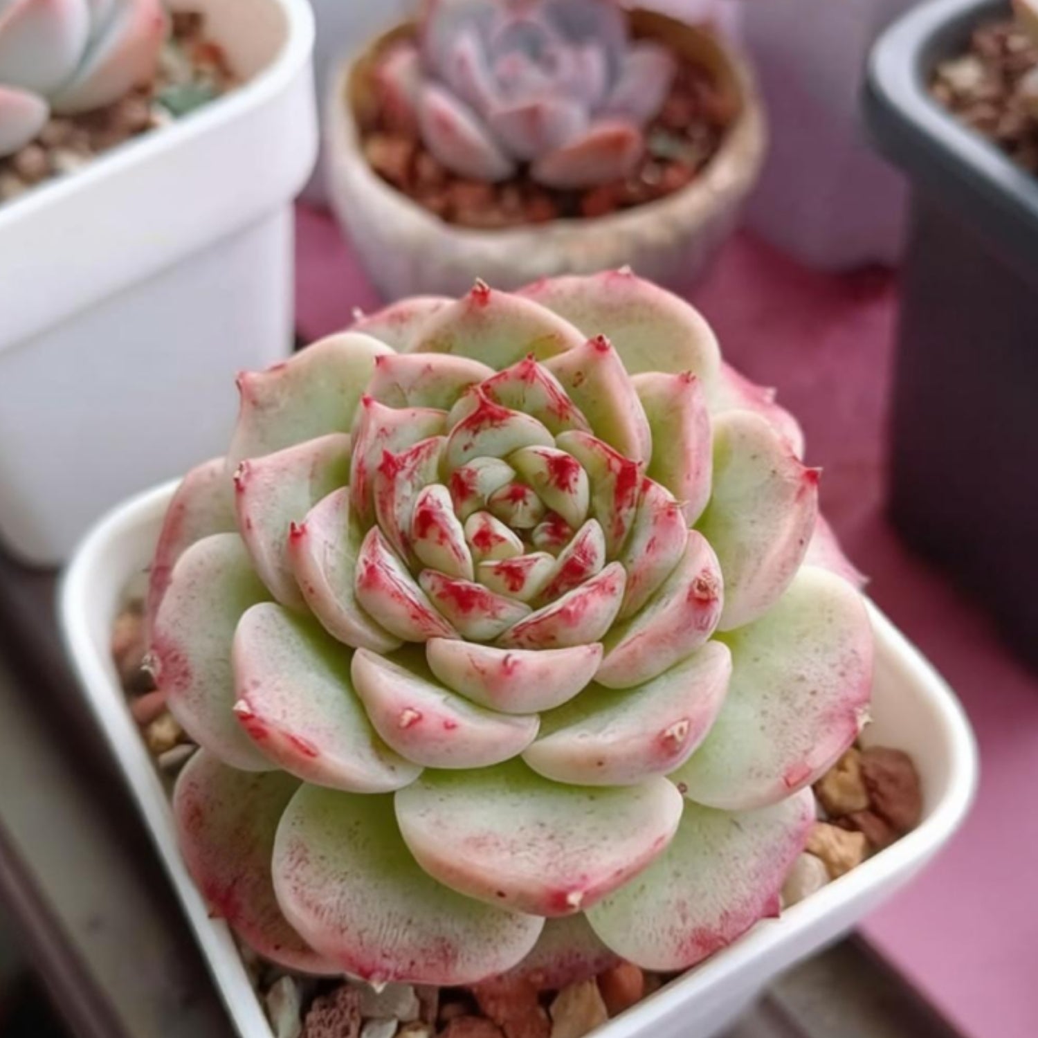 Echeveria 'Red Velvet' | THE NEXT GARDENER – Thenextgardener
