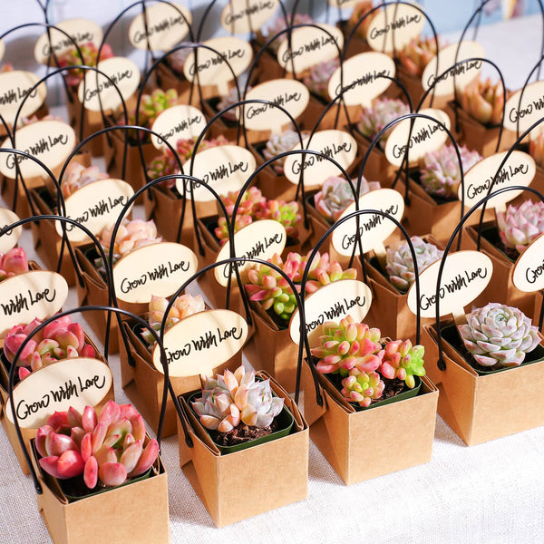 Kraft Paper Succulent Favors (Tag Custom Supported)