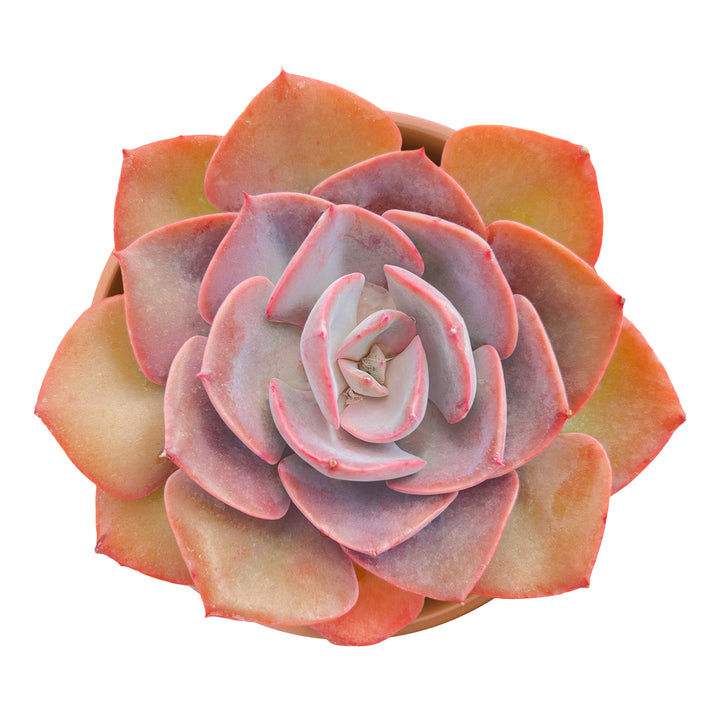 rose echeveria succulent Echeveria Dusty Rose (4 inch)