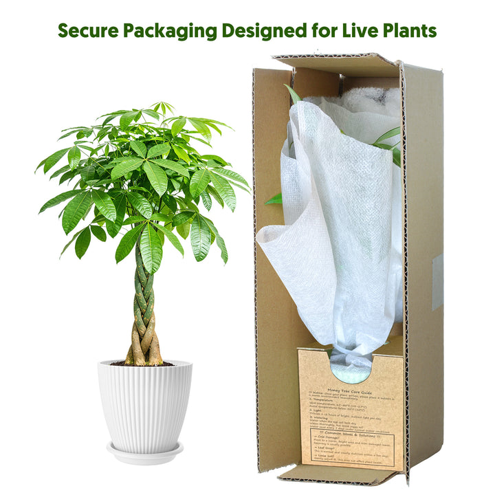 Pachira aquatica/Money Tree Braided Trunk Houseplant – Thenextgardener