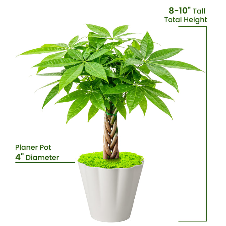 money tree height indoors Pachira aquatica/Money Tree Braided Trunk Houseplant – Thenextgardener
