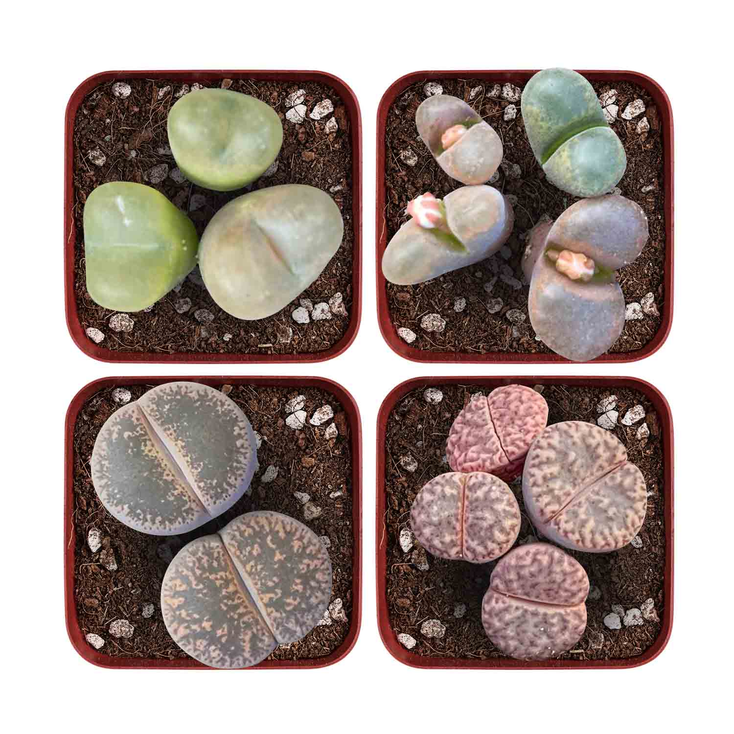 Living Stones Lithops Mix – 15 Seeds – Rare Succulent Mesembs Cactus For Planting