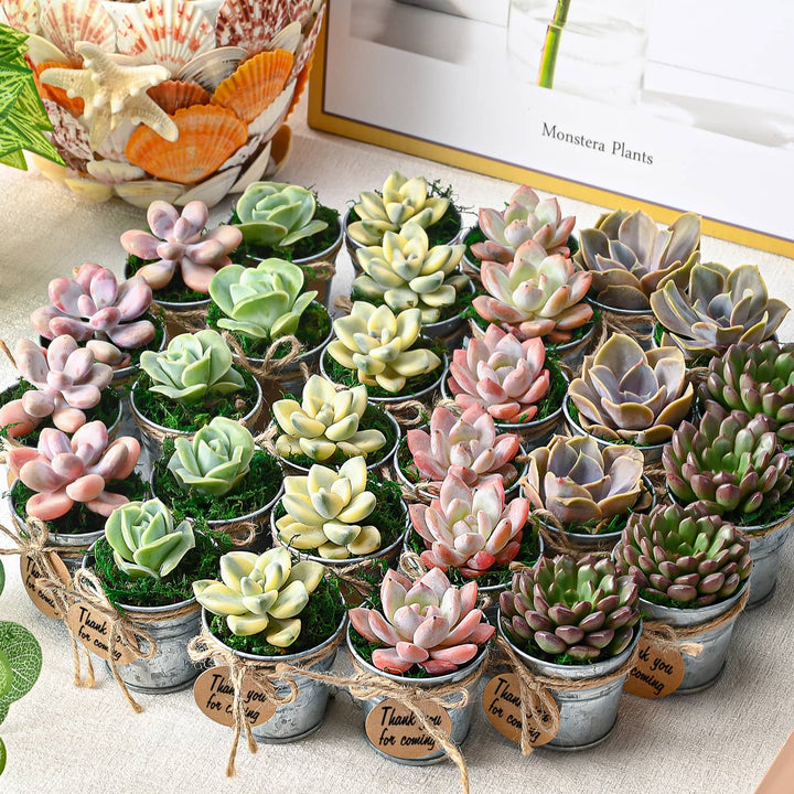succulent merch Mini Classic Metal Bucket Succulent Favors (Tag Custom Supported)