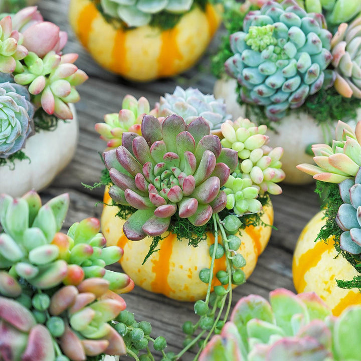 mini succulent plants near me Mini Classic Metal Bucket Succulent Favors (Tag Custom Supported)