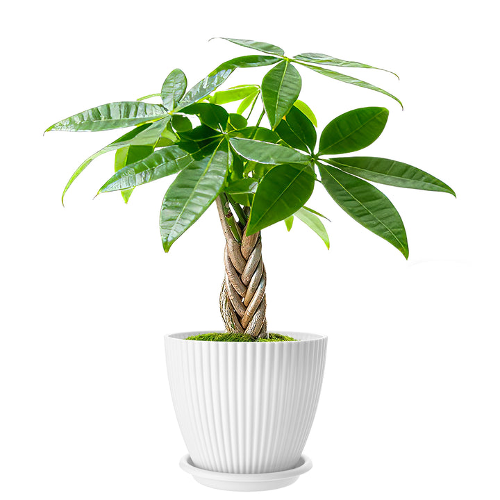 braiding money tree Pachira aquatica/Money Tree Braided Trunk Houseplant Green striped pot