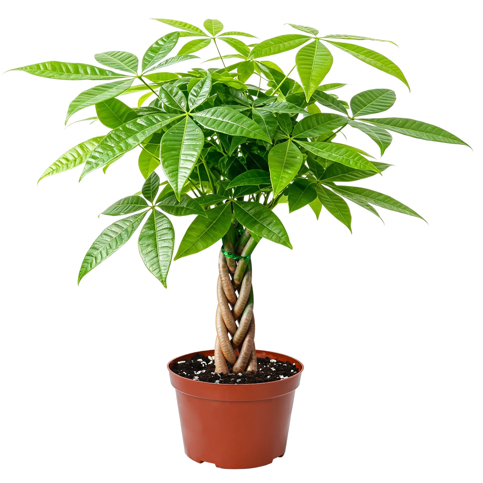 Pachira aquatica/Money Tree Braided Trunk Houseplant