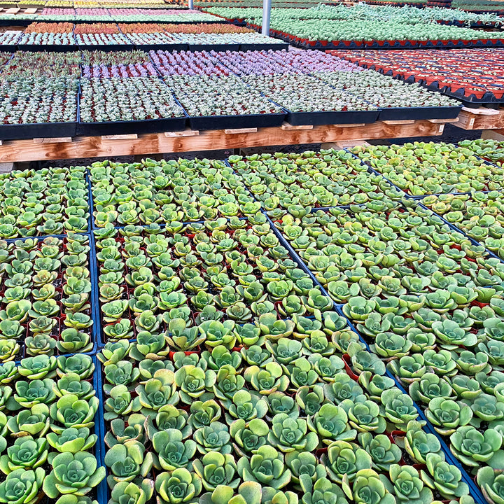 succulents farm 100 Assorted Succulents (10 Varieties)
