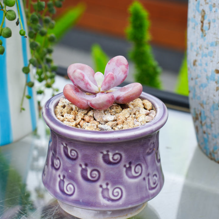 purple moonstone succulent Graptopetalum Amethystinum – Thenextgardener