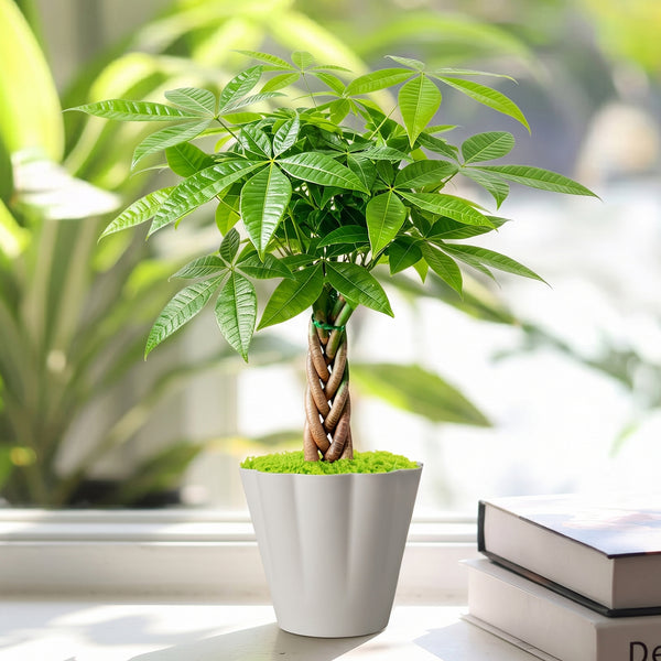 What is Farina on Succulents?  Thenextgardener