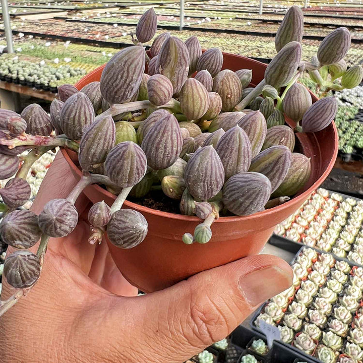 string of watermelon succulent String of Watermelons / Senecio Herreanus (4 inch)