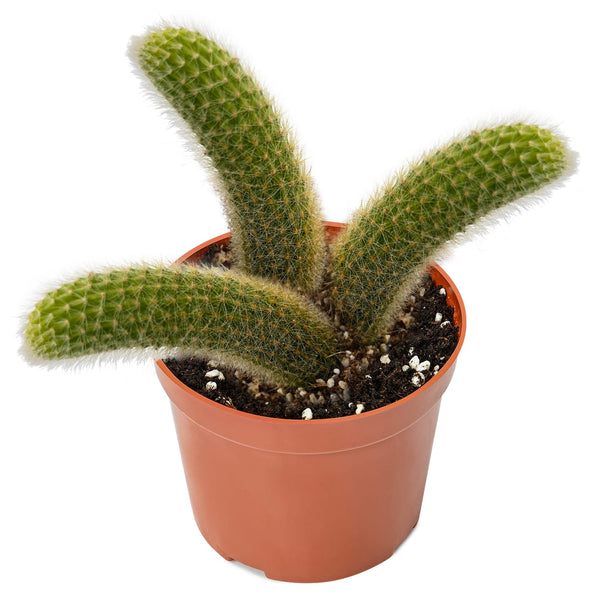 Monkey Tail Cactus / Hildewintera colademononis (6 inch)