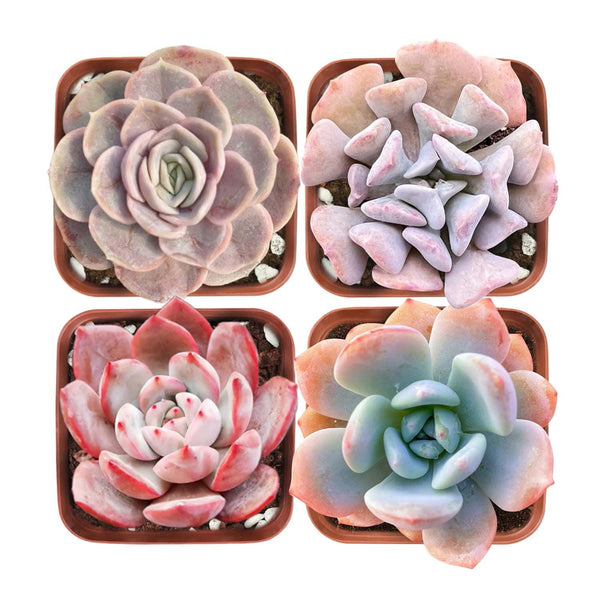 Pink Succulent Set (Fixed Varieties)