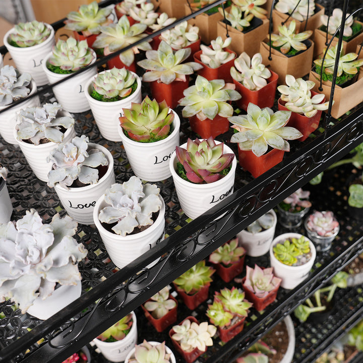 succulent standing up Professional Succulent Metal Stand