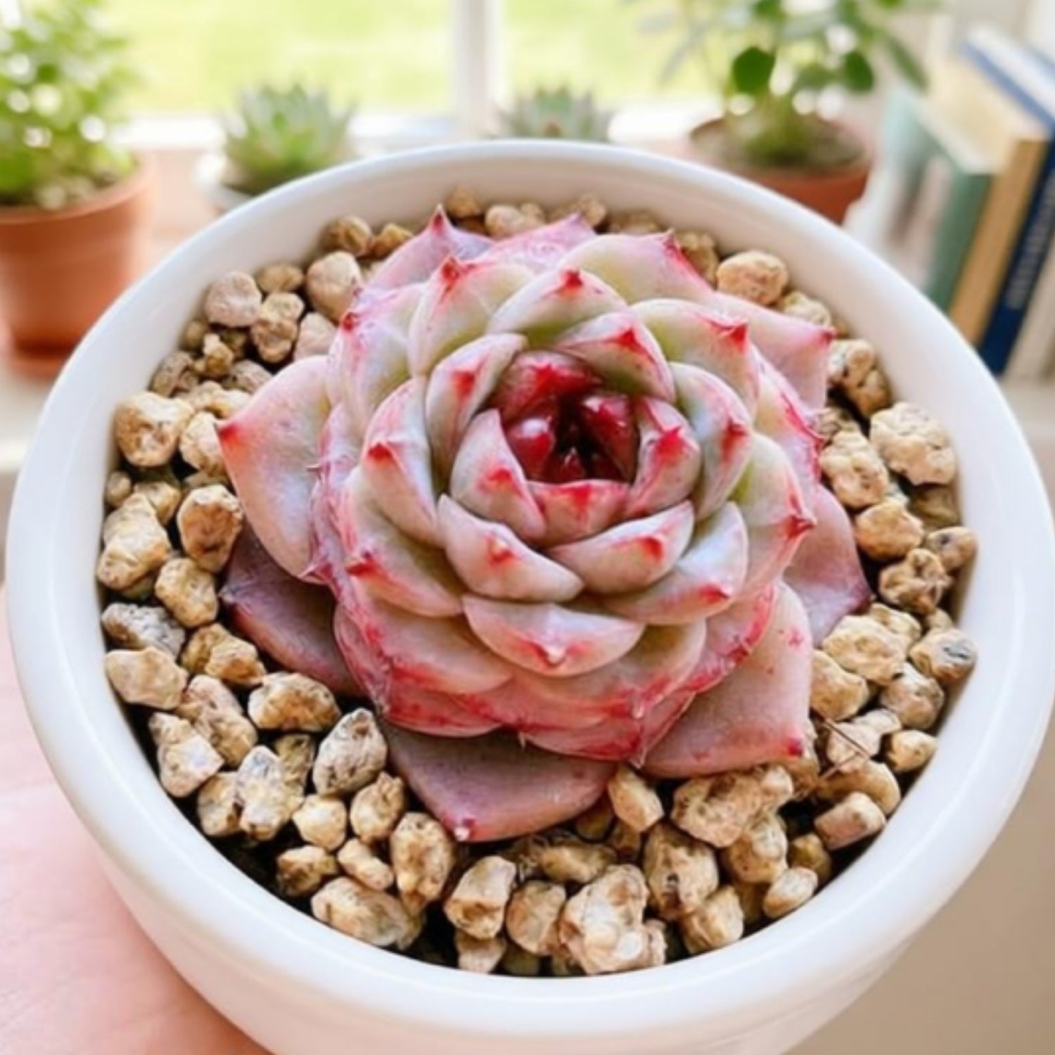 Echeveria 'Red Velvet' | THE NEXT GARDENER – Thenextgardener