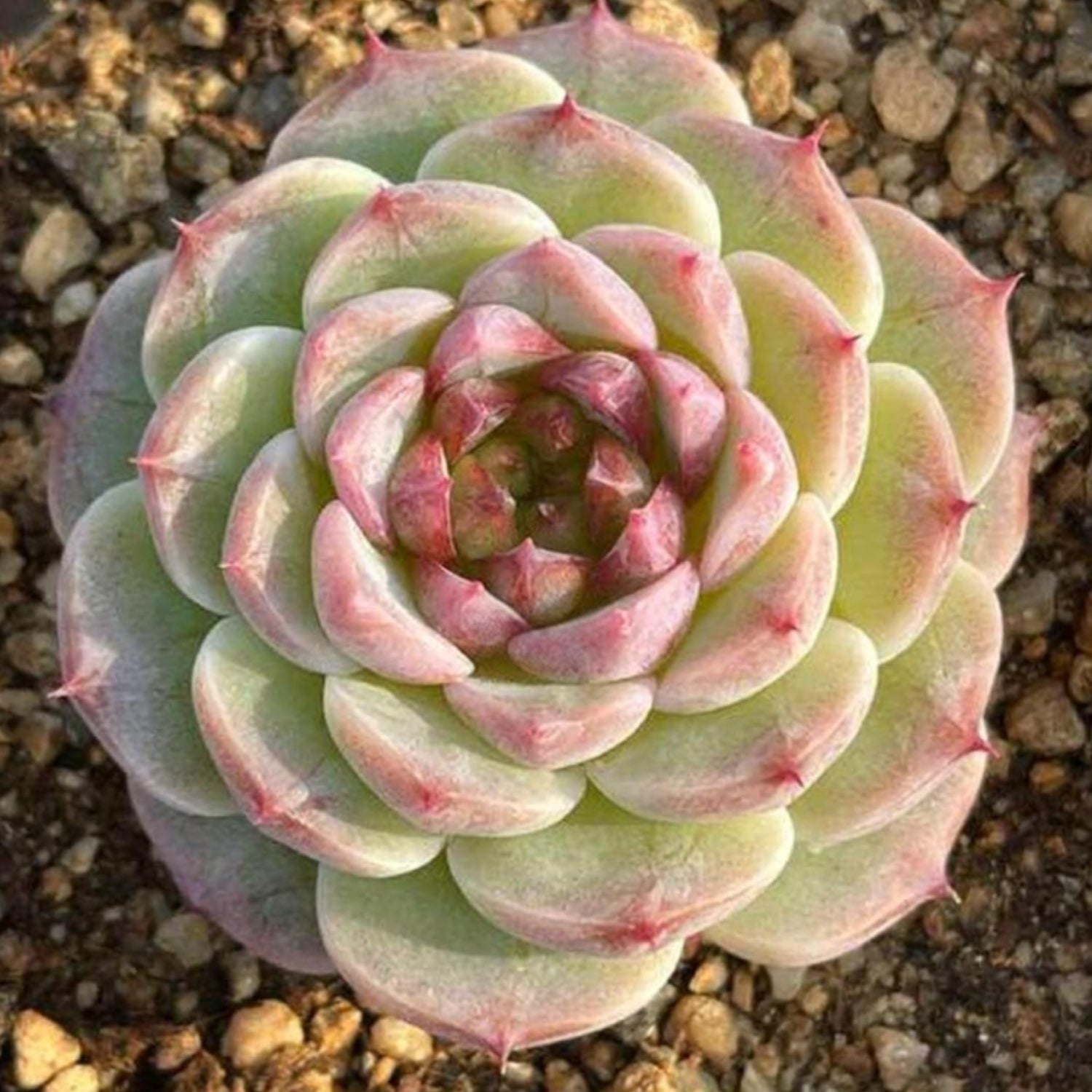 Echeveria 'Red Velvet' | THE NEXT GARDENER – Thenextgardener