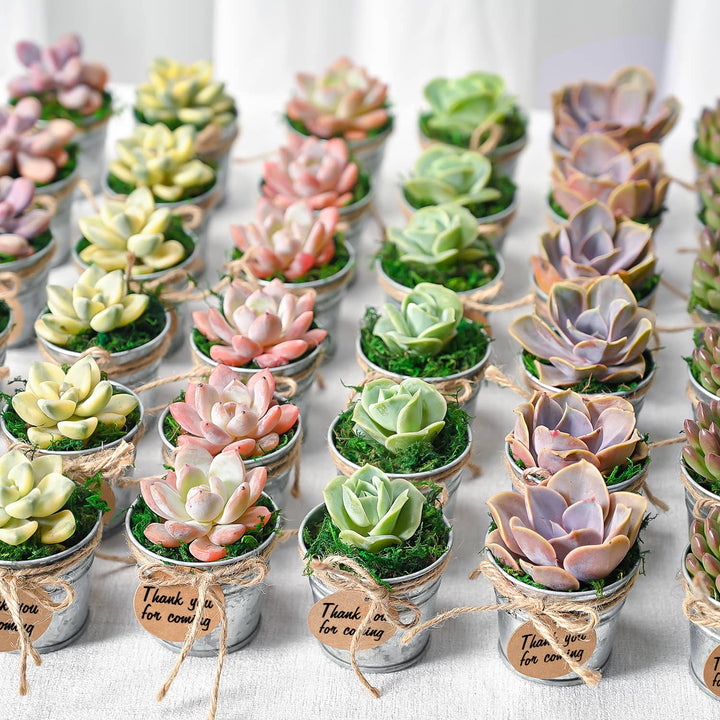 succers for succulents Mini Classic Metal Bucket Succulent Favors (Tag Custom Supported)