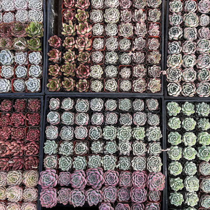 types of rosette succulents 8 Varieties of Rosette Succulents for Beginners