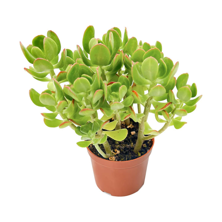 tree stonecrop succulent Sedum Dendroideum (Tree Stonecrop) (4 inch)