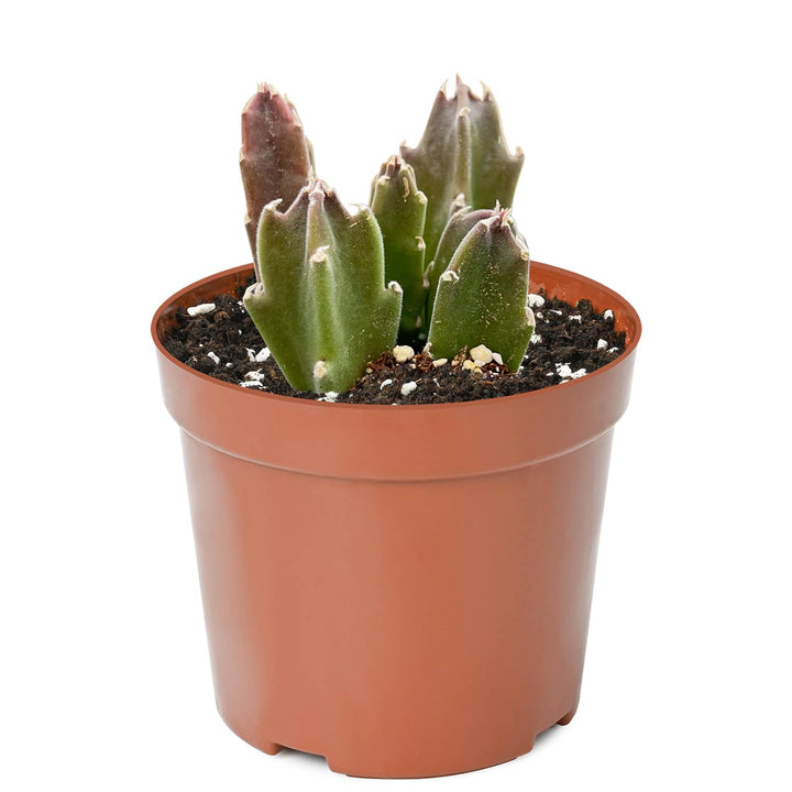 Stapelia leendertziae pianta grassa crestata mostruosa Stapelia leendertziae pianta grassa crestata mostruosa