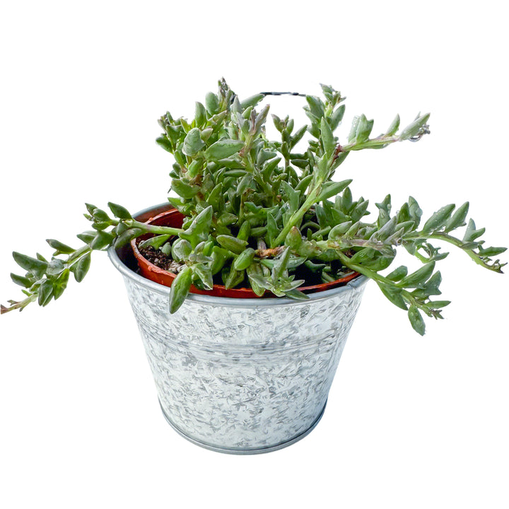 dolphin succulent buy String of Dolphins/Senecio Peregrinus (4 inch)