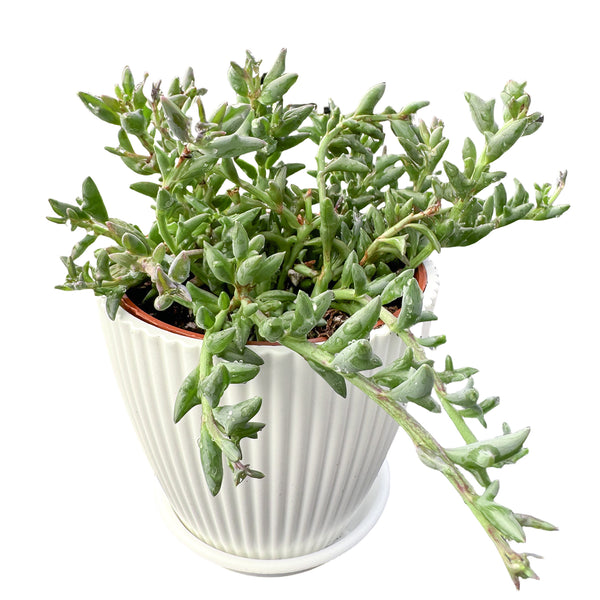 String of Dolphins/Senecio Peregrinus (4 inch)
