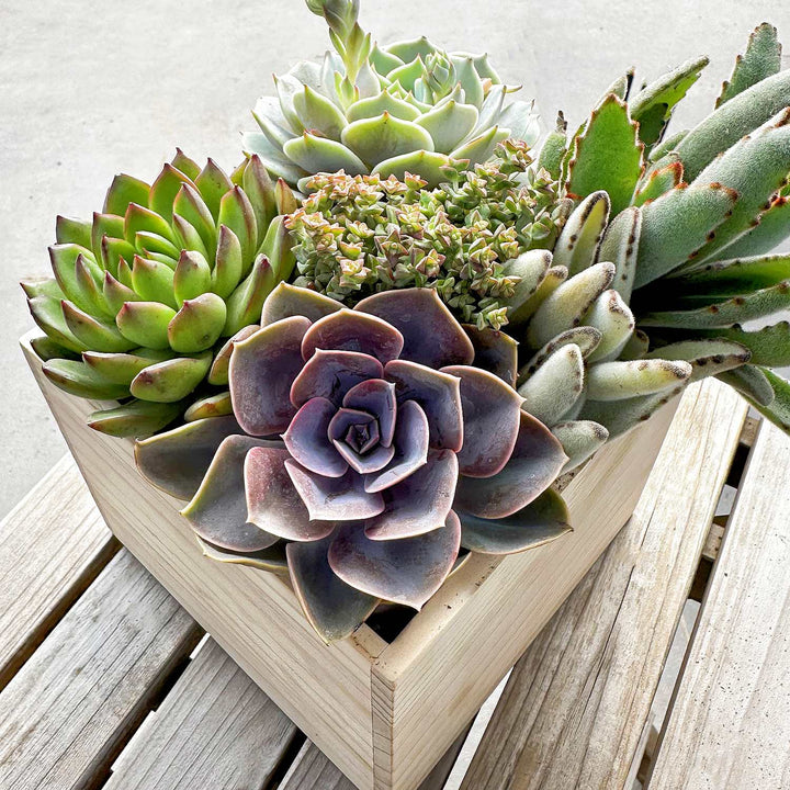 maine succulents 9 Assorted Medium Succulents Plants Bulk