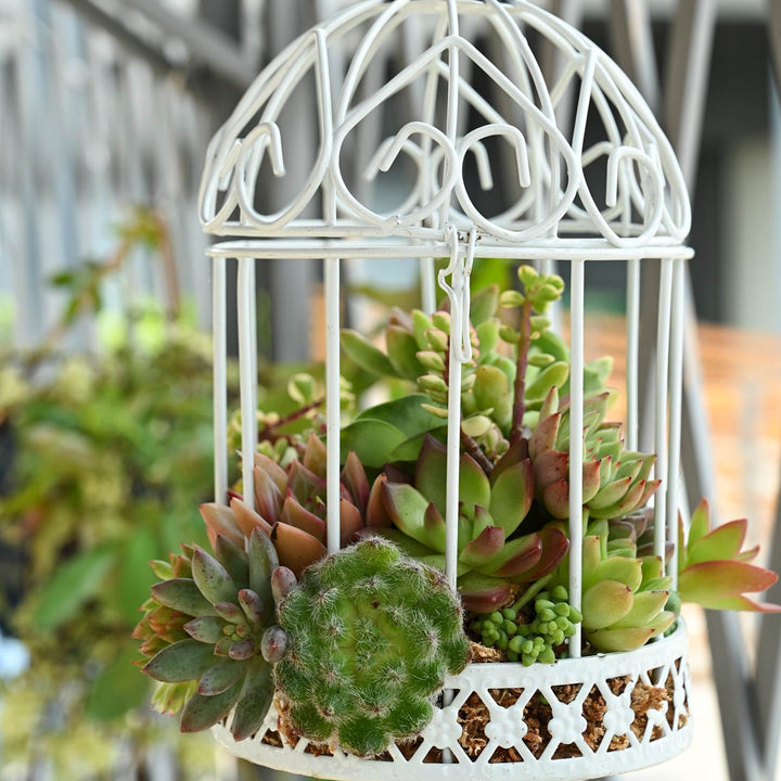 hanging-succulent-birdcage