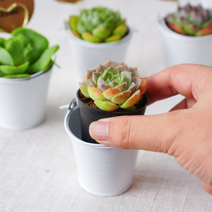 succulent pots white Elegant White Metal Buckets Succulent Favors