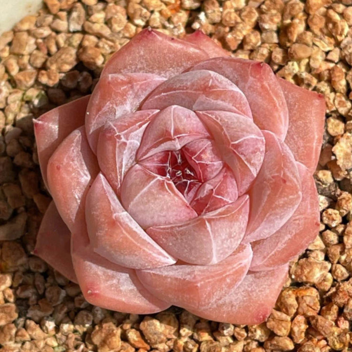 pink heart shaped succulent Echeveria Pink Dimond Heart