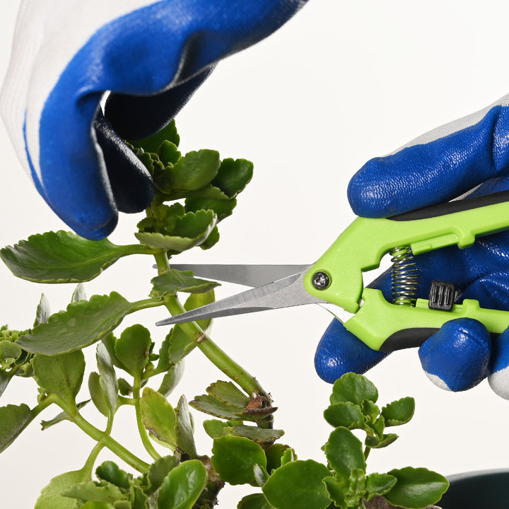 use-straight-pruning-shears-scissors-to-trim-succulents