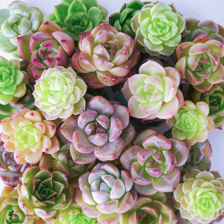 Tiny Assorted Rare Echeveria Succulent Cuttings Pack of 10 Plants