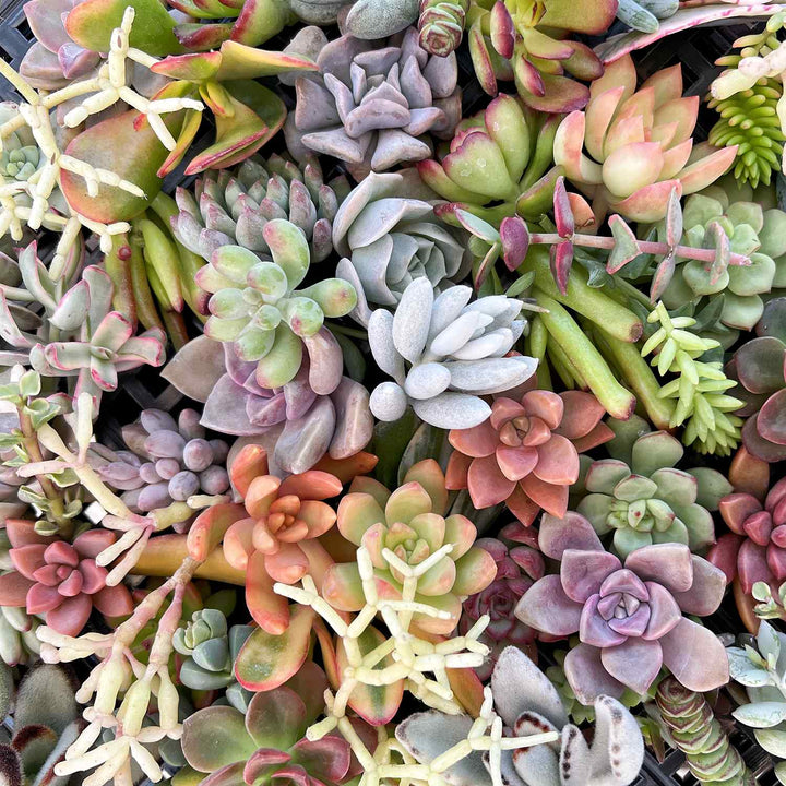 bulk succulent cuttings Assorted Live Succulent Cuttings for Beginners
