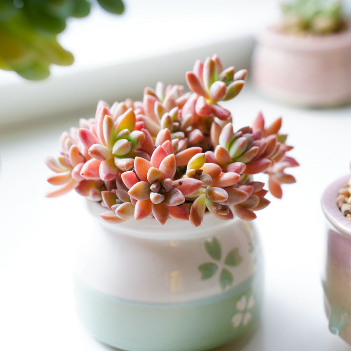 francesco baldi succulent x Graptosedum 'Francesco Baldi' – Thenextgardener
