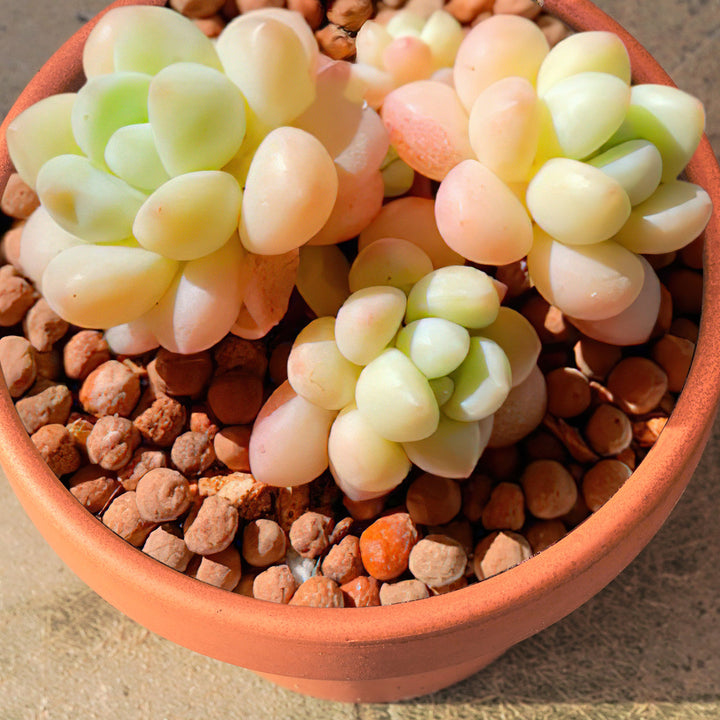 succulent shaped candy x Pachyveria 'Bubble Candy'