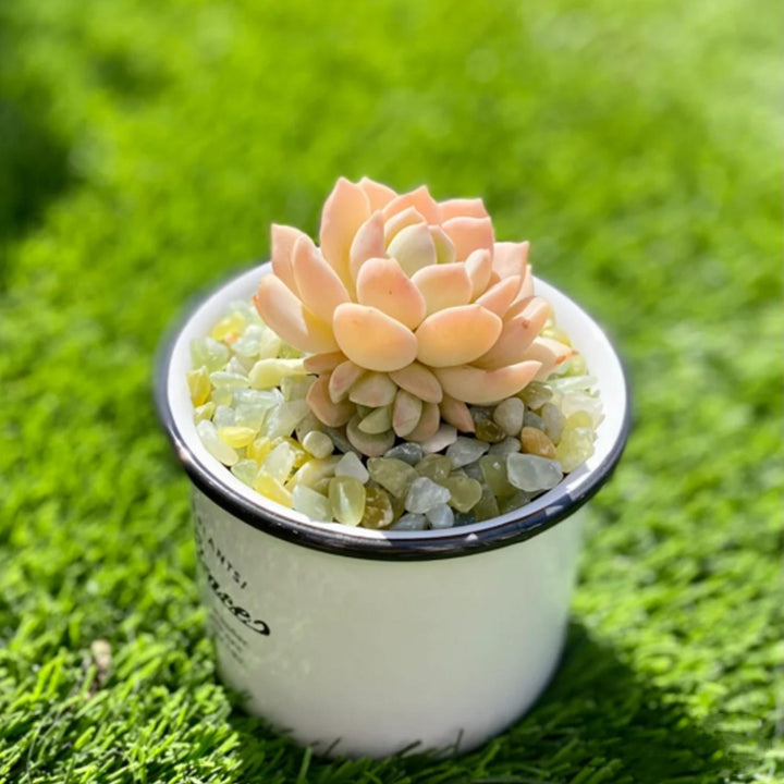 a grim one succulent x Graptoveria 'A Grim One'
