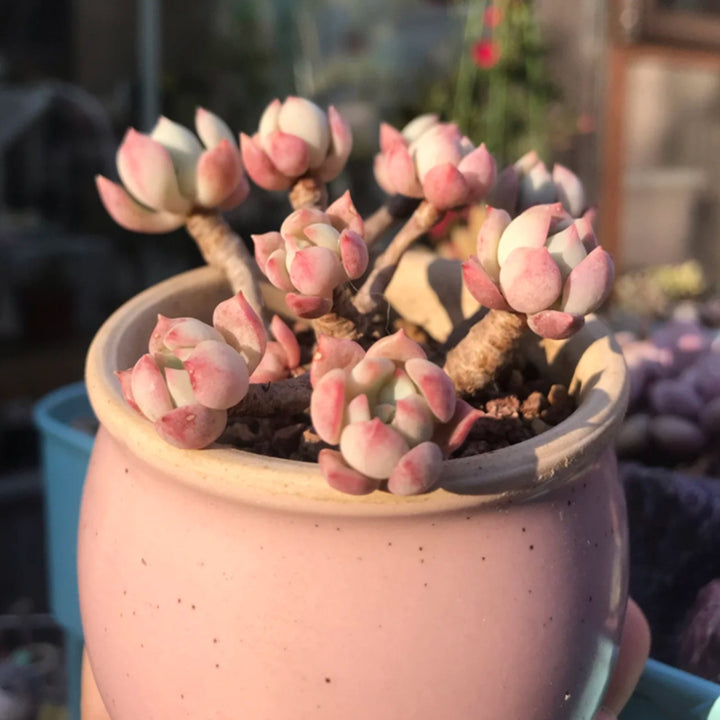 pink succulents for sale near me x Graptoveria 'A Grim One'
