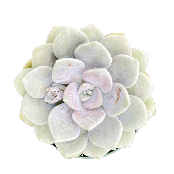 x Graptoveria 'Margaret Rose' (4 inch)