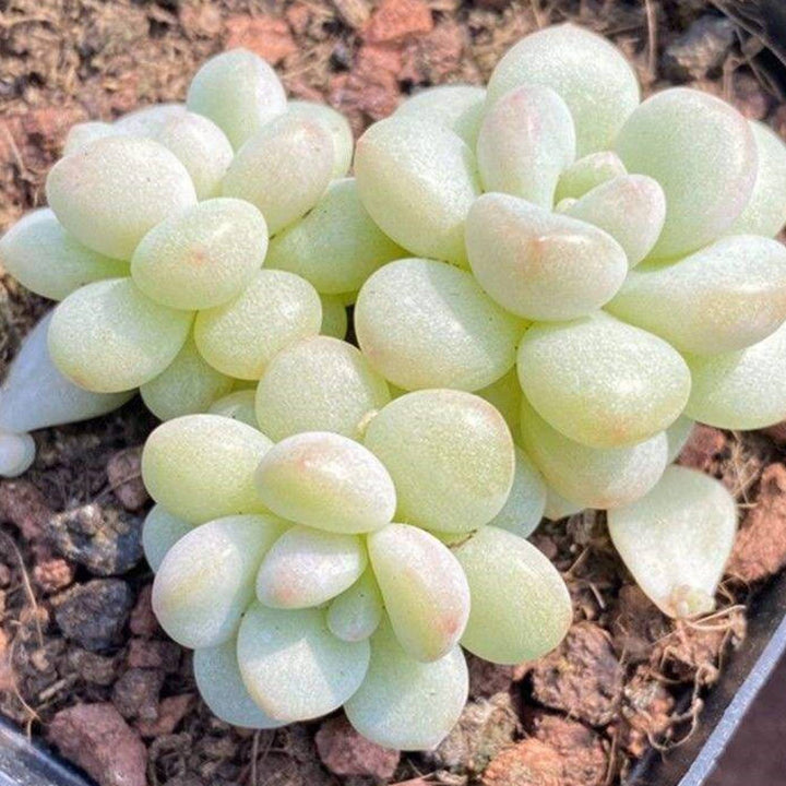 bubble succulent plant x Pachyveria 'Bubble Candy'