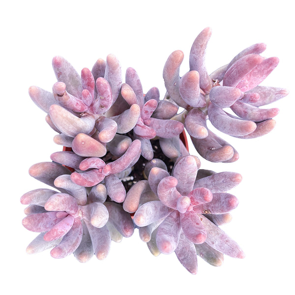 x Pachysedum 'Ganzhou' (4 inch)