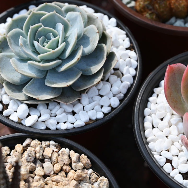 succulents with white rocks White Onyx Rocks for Succulent and Cactus Bonsai, DIY Rocks
