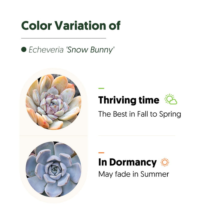 echeveria--snow-bunny