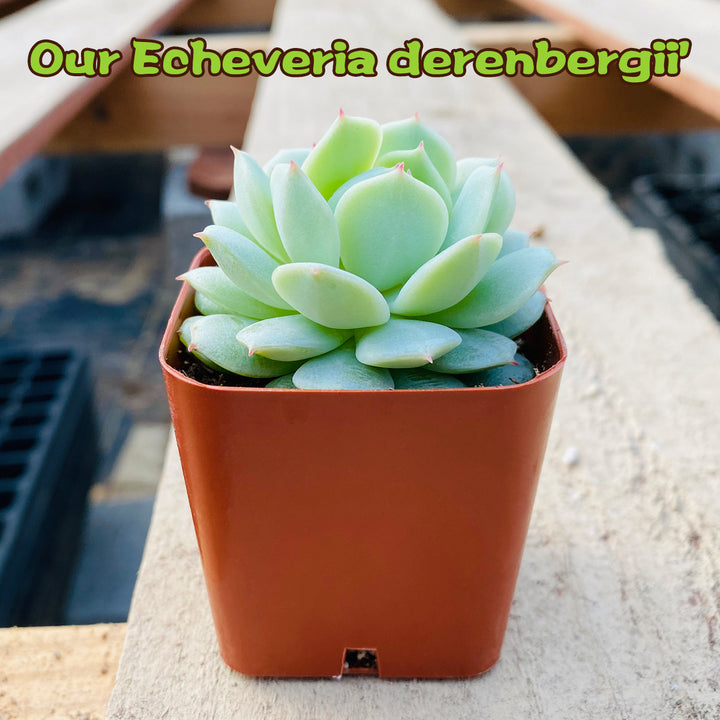 derenbergii succulent Echeveria Derenbergii Hybrid Rose Succulent-The Next Gardener 1 Plant