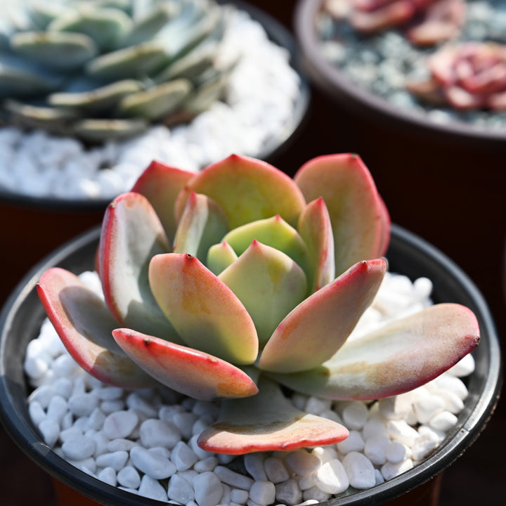 white succulent rocks Succulent and Cactus Bonsai DIY Rocks, White Onyx