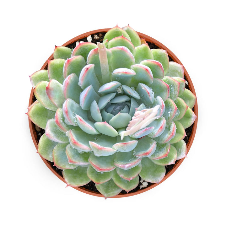raspberry ice succulent Echeveria Elegans Raspberry Ice (4 inch) – Thenextgardener
