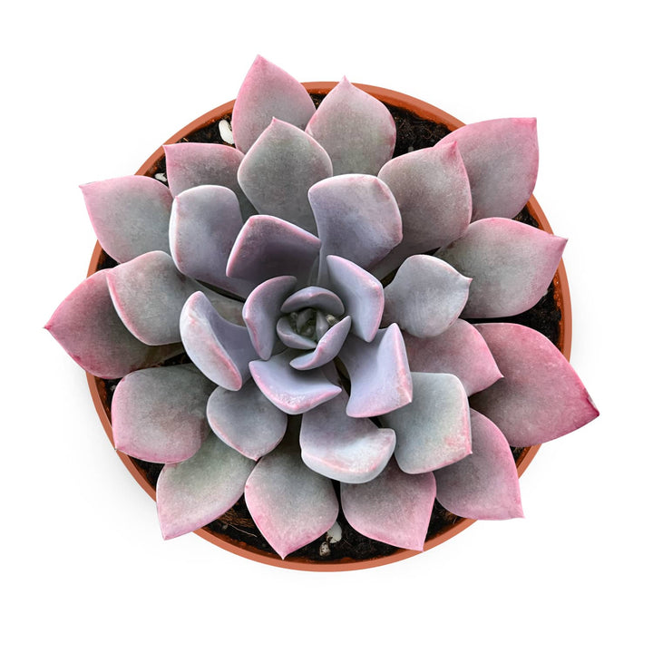 succulent debbie x Graptoveria 'Debbi' (4 inch)