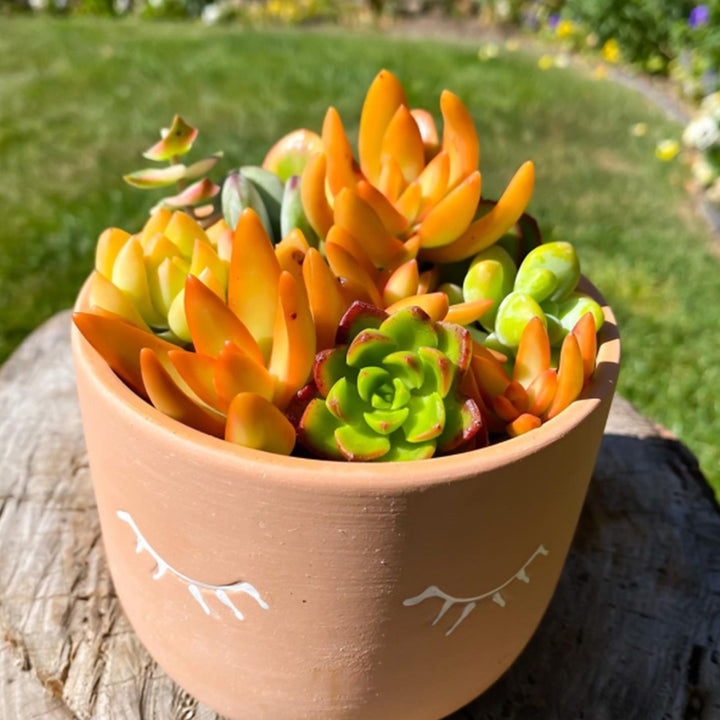 golden glow stonecrop succulent Sedum 'Golden Glow' / Sedum adolphi 'Golden Glow' – Thenextgardener