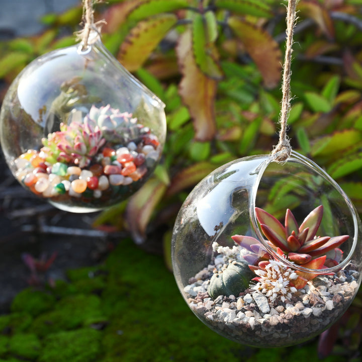 rocks on top of succulent soil Gritty Mix Rocks for Succulent Top Dressing, Soil Amendments – Thenextgardener